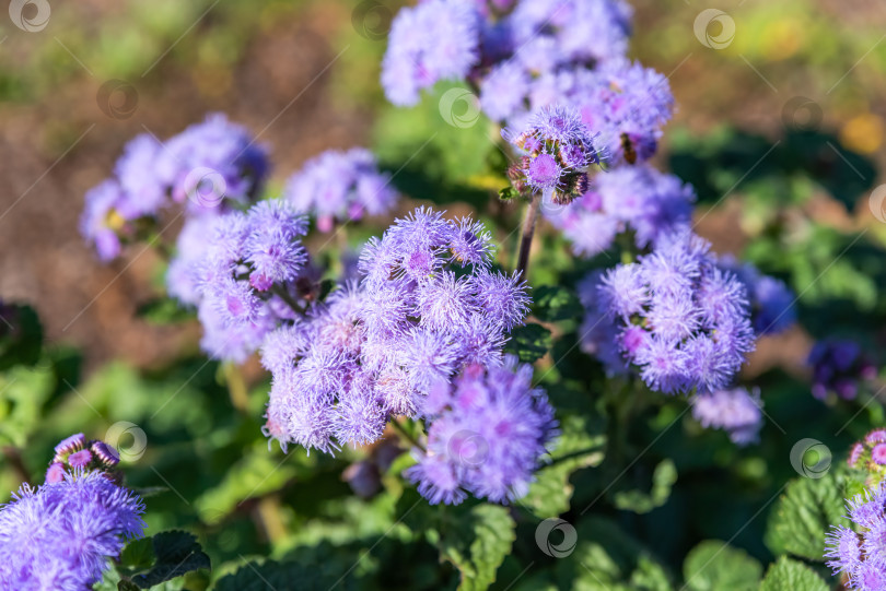 Скачать Ageratum houstonianum растет на Дальнем Востоке России. фотосток Ozero