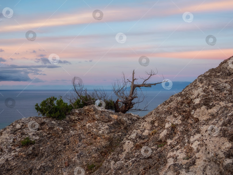 Скачать Одинокая корявая сосна на берегу Черного моря. фотосток Ozero