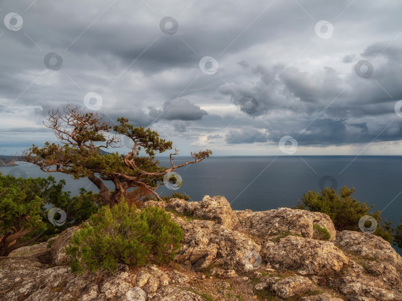 Скачать Одинокая корявая сосна на берегу Черного моря. фотосток Ozero