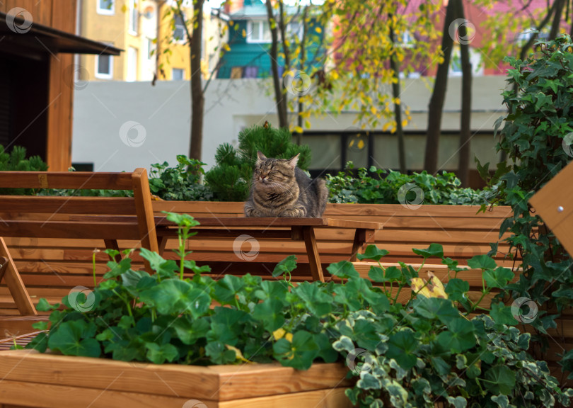 Скачать Кафе без людей. Уличный кот на столике в кафе. Кот наслаждается солнечной погодой фотосток Ozero