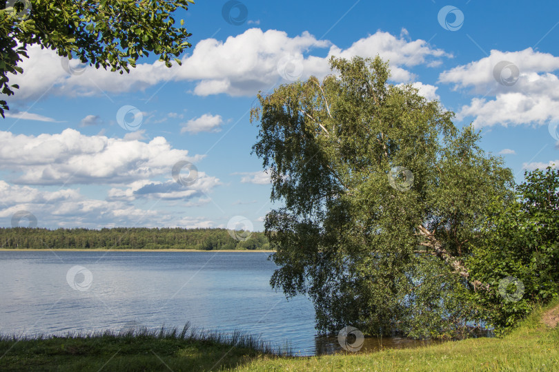 Скачать Береза, склонившаяся к озеру. Стропское озеро, Даугавпилс, Латвия фотосток Ozero