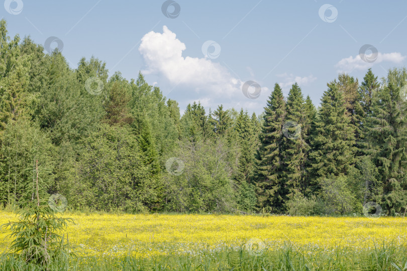 Скачать Летний пейзаж фотосток Ozero