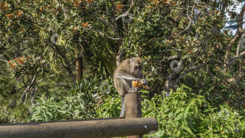 Скачать Обезьяна macaca fascicularis сидит на деревянном заборе, держит его в лапах и ест хлеб. фотосток Ozero