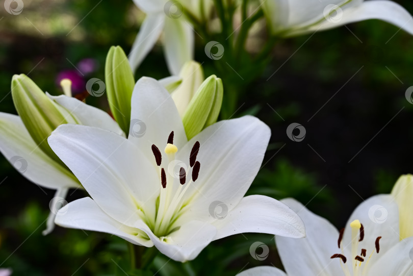 Скачать Макросъемка двух белых лилий летним днем. Садовая красавица лилия с белыми лепестками - фото сада крупным планом. Обои с цветами растения лилия на зеленом фоне. фотосток Ozero