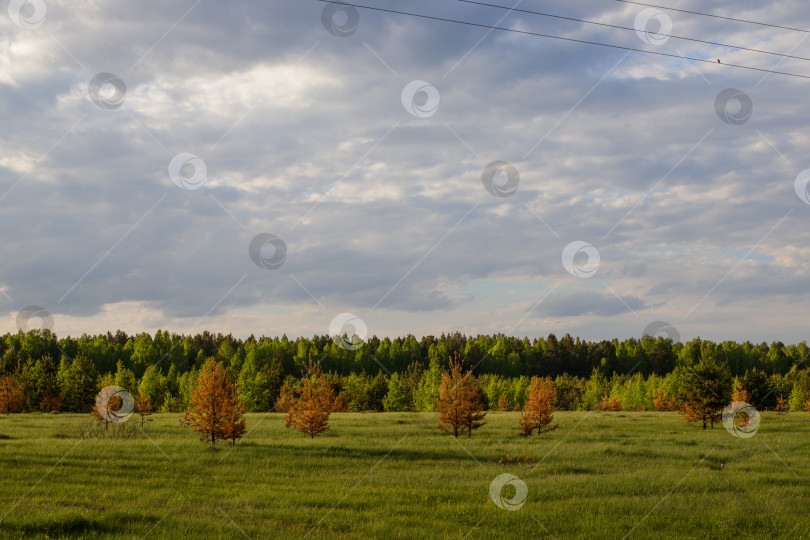 Скачать Сгорели молодые сосны на поле во время нижнего пожара. фотосток Ozero