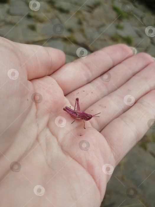 Скачать Розовый кузнечик фотосток Ozero