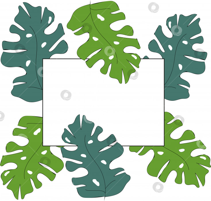 Скачать Прямоугольная рамка из зеленых тропических растений монстера фотосток Ozero