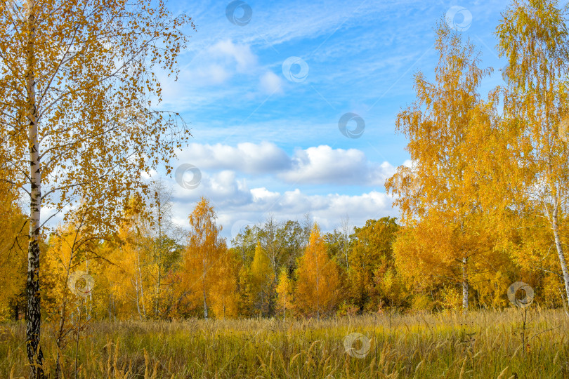 Скачать Осенняя поляна фотосток Ozero