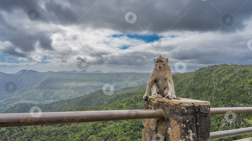 Скачать Macaca fascicularis сидит на заборе и смотрит вдаль. фотосток Ozero