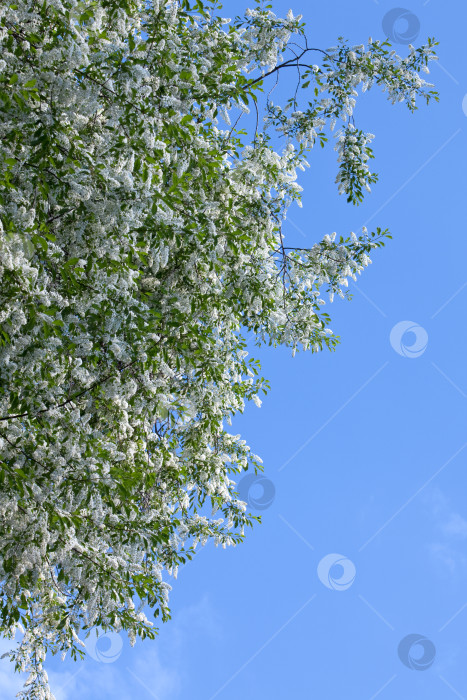 Скачать цветение черемухового дерева фотосток Ozero