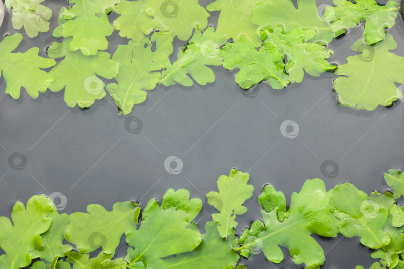 Скачать Дубовые листья в воде фотосток Ozero