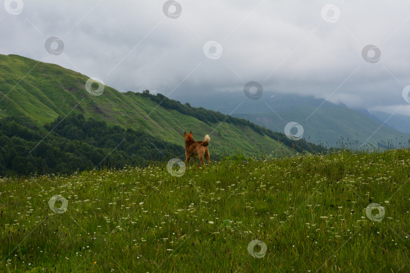 Скачать Собака на фоне гор фотосток Ozero