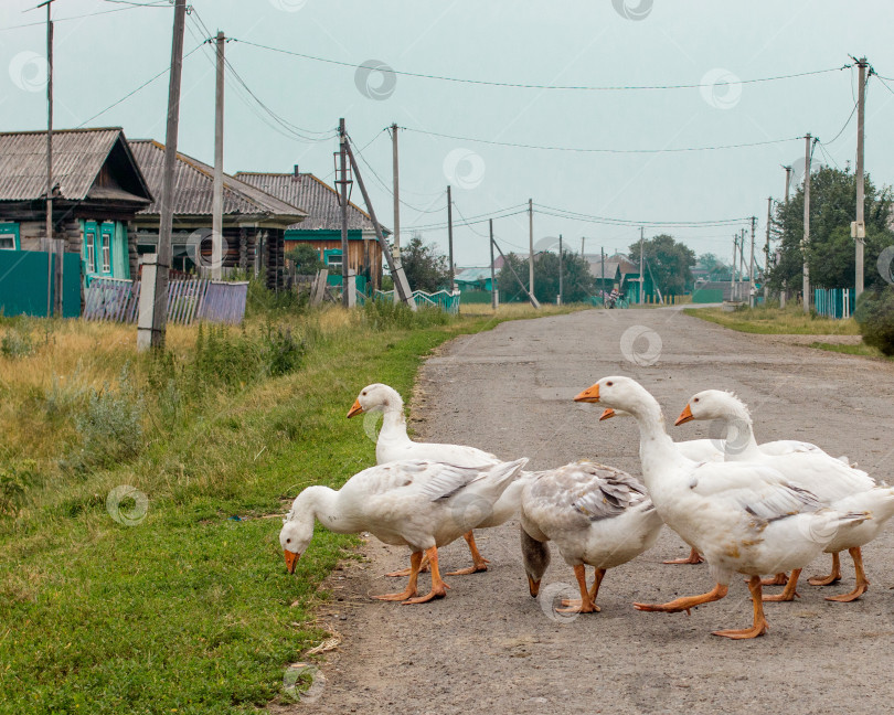 Скачать Гусиная семья переходит дорогу в уральской деревне. Россия. фотосток Ozero