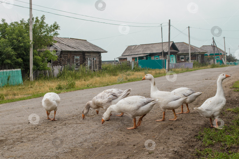 Скачать Гусята переходят дорогу в сибирской деревне. фотосток Ozero