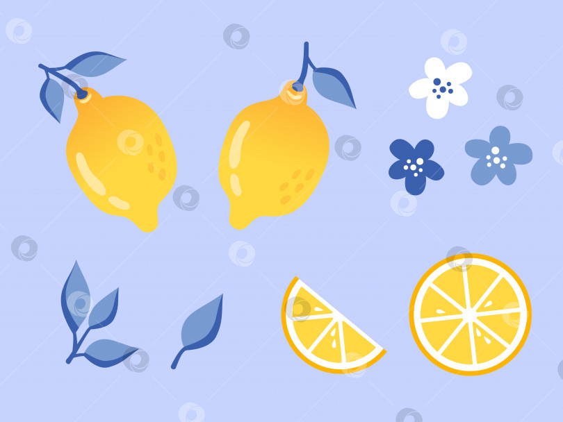 Скачать Набор элементов lemons в плоском стиле. Ломтики лимона, белые и темно-синие цветы на синем фоне фотосток Ozero