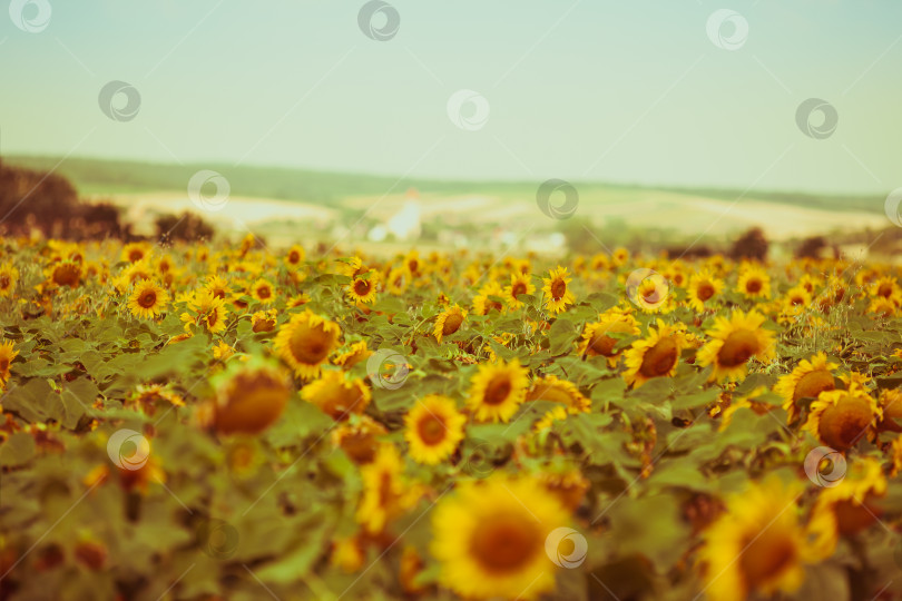 Скачать Поле подсолнухов фотосток Ozero