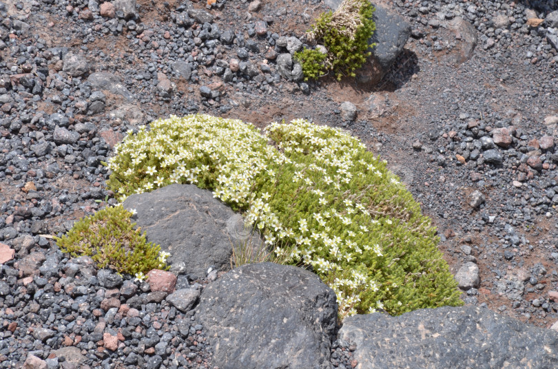 Скачать Камнеломка (лат. Камнеломка (Saxifraga) с белыми цветами среди камнерезов, Кабардино-Балкария фотосток Ozero