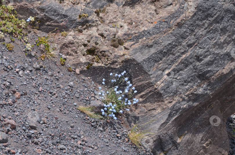 Скачать Незабудка альпийская (лат. Myosotis alpestris) среди камней на горе, Кабардино-Балкария фотосток Ozero