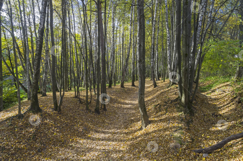 Скачать Тропинка в осеннем лесу фотосток Ozero