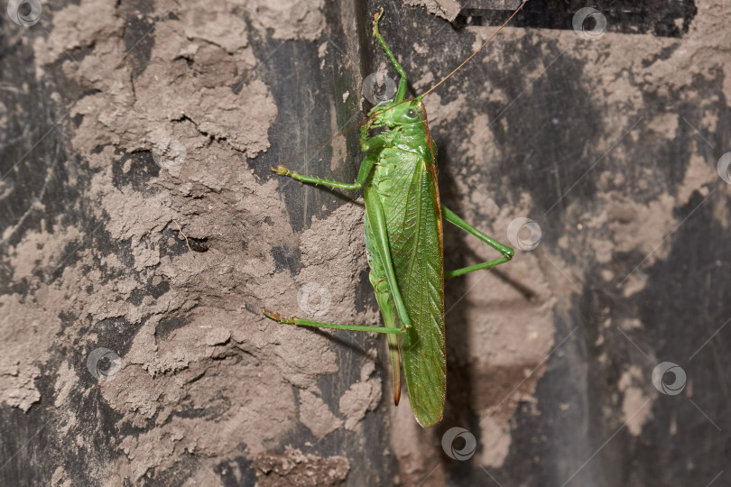 Скачать Зеленый кузнечик - вид насекомых из семейства настоящих кузнечиков в саду. фотосток Ozero