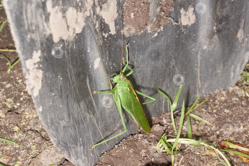 Скачать Зеленый кузнечик - вид насекомых из семейства настоящих кузнечиков в саду. фотосток Ozero