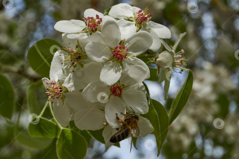 Скачать Пчела (лат. Anthophila) собирает нектар и пыльцу с цветов груши. фотосток Ozero