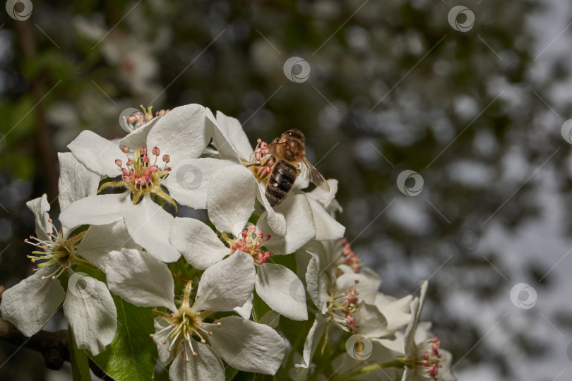 Скачать Пчела (лат. Anthophila) собирает нектар и пыльцу с цветов груши. фотосток Ozero