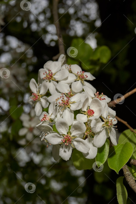 Скачать В саду цветет груша. Цветы груши крупным планом на фоне кроны дерева. фотосток Ozero