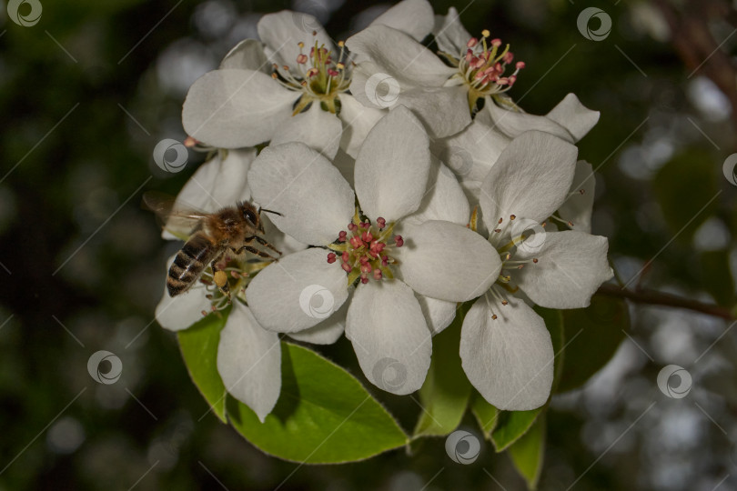 Скачать Пчела (лат. Anthophila) собирает нектар и пыльцу с цветов груши. фотосток Ozero