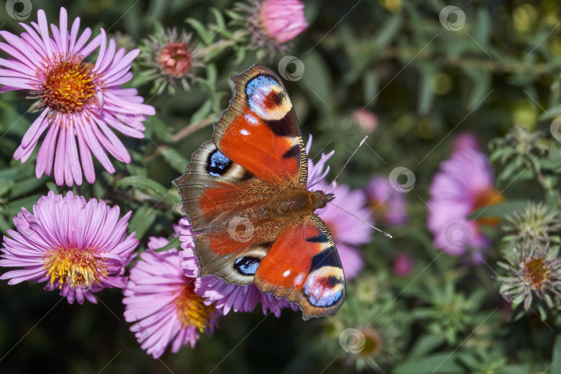 Скачать Бабочка Павлиний глаз (лат. Aglais io) собирает нектар с цветов. фотосток Ozero