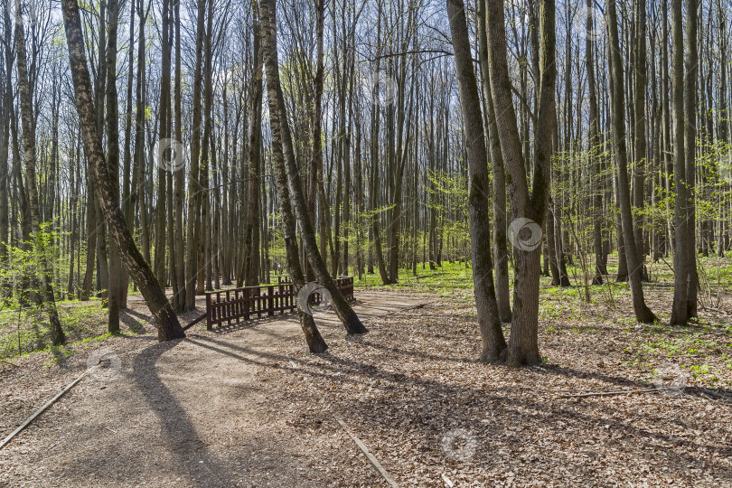 Скачать Тропинка в весеннем лесу. фотосток Ozero