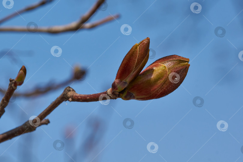 Скачать Распускаются цветочные почки остролистного клена (лат. Acer platanoides). фотосток Ozero