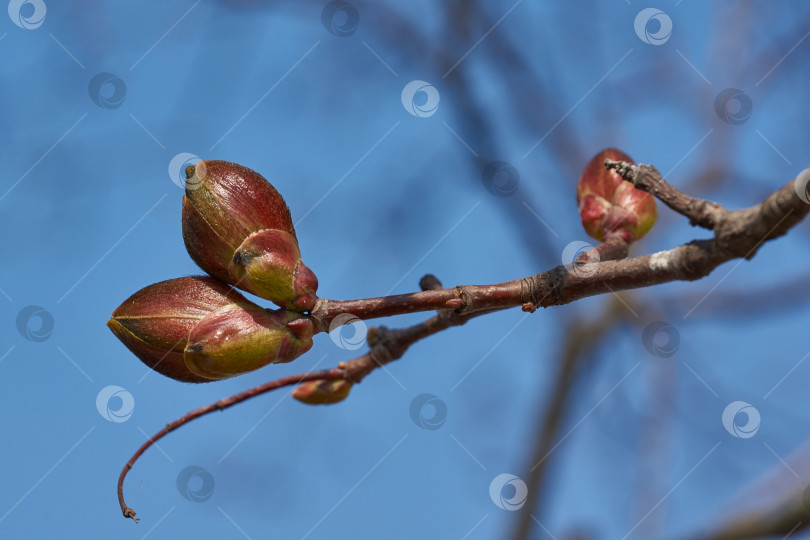 Скачать Распускаются цветочные почки остролистного клена (лат. Acer platanoides). фотосток Ozero