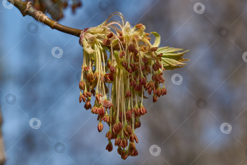 Скачать Цветет клен ясенелистный, или американский клен (лат. Acer negundo), соцветия распускаются. фотосток Ozero
