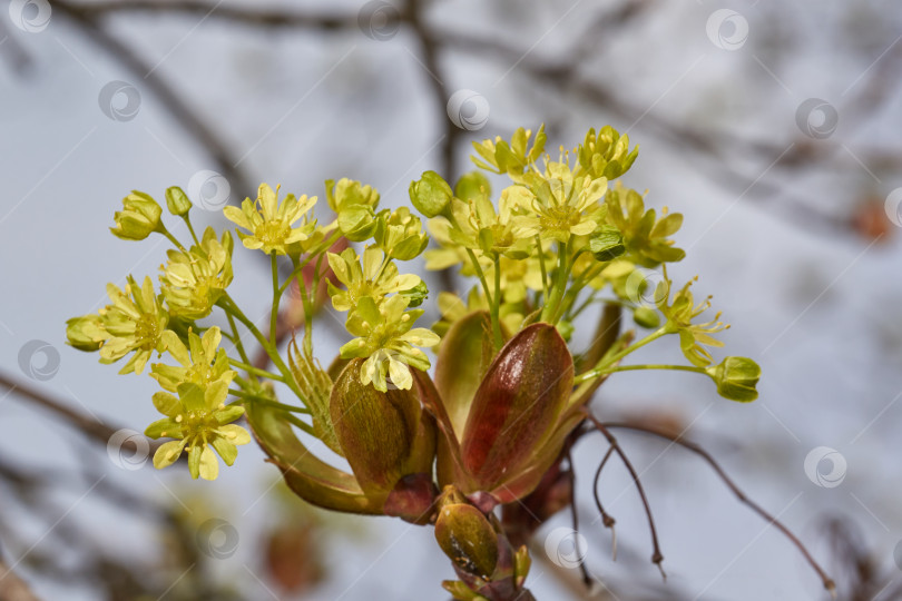 Скачать Распускаются цветочные почки остролистного клена (лат. Acer platanoides). фотосток Ozero