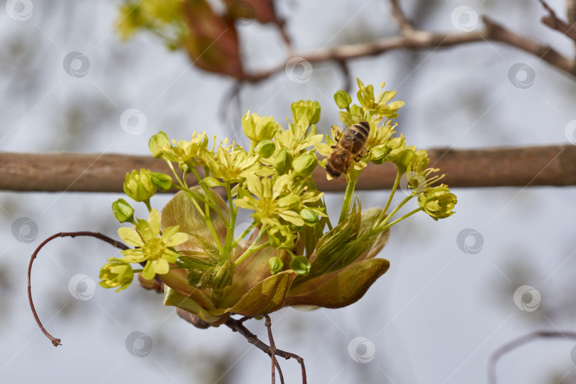 Скачать Распускаются цветочные почки остролистного клена (лат. Acer platanoides). фотосток Ozero