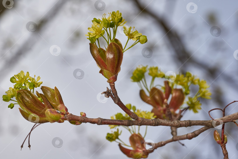 Скачать Распускаются цветочные почки остролистного клена (лат. Acer platanoides). фотосток Ozero