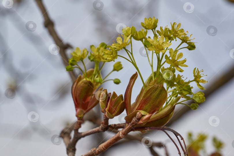 Скачать Распускаются цветочные почки остролистного клена (лат. Acer platanoides). фотосток Ozero
