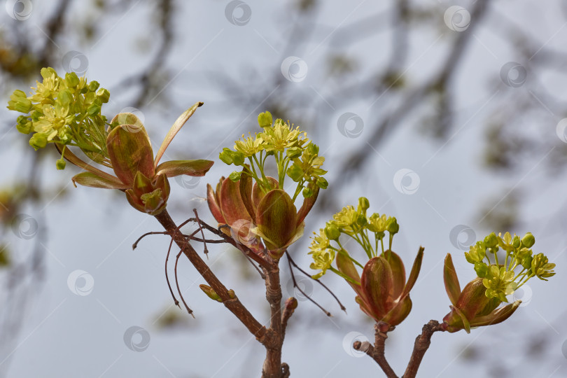 Скачать Распускаются цветочные почки остролистного клена (лат. Acer platanoides). фотосток Ozero