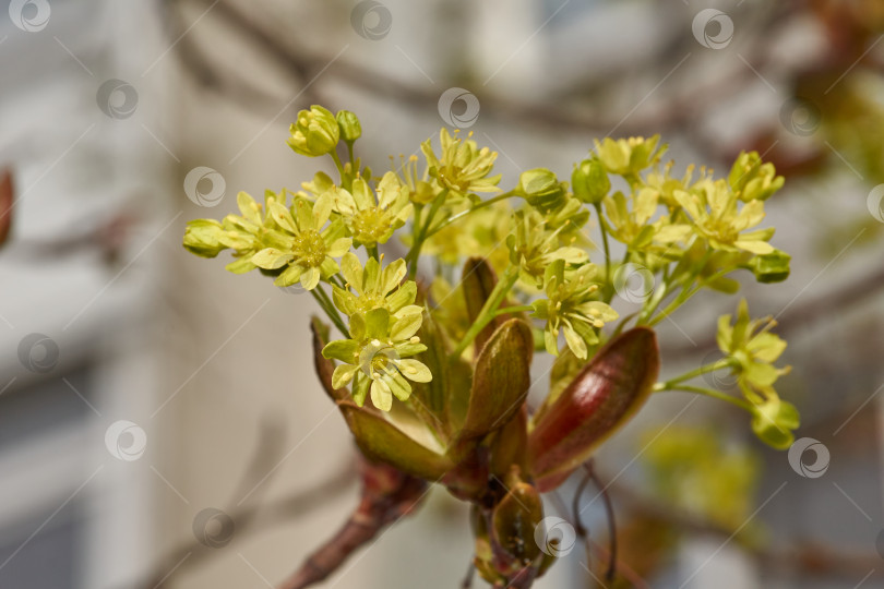 Скачать Распускаются цветочные почки остролистного клена (лат. Acer platanoides). фотосток Ozero