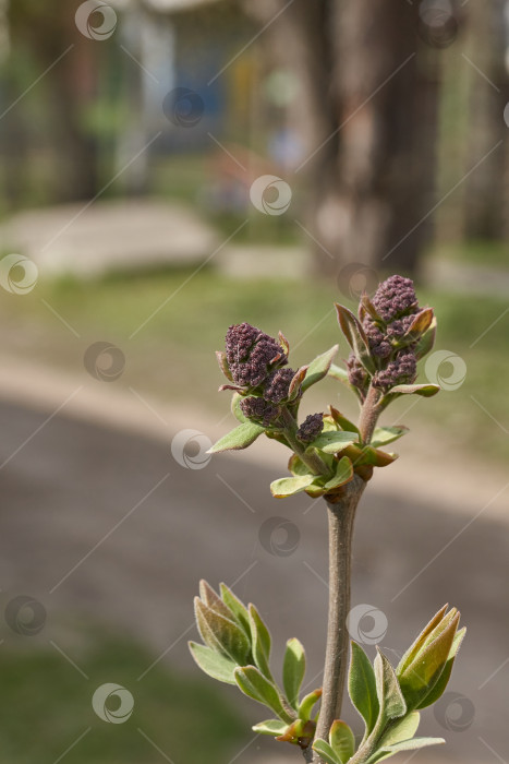 Скачать Бутоны сирени (лат. Syringa vulgaris) распускаются, и появятся соцветия. фотосток Ozero