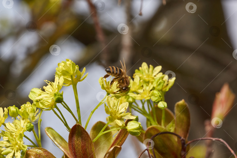 Скачать Распускаются цветочные почки остролистного клена (лат. Acer platanoides). фотосток Ozero