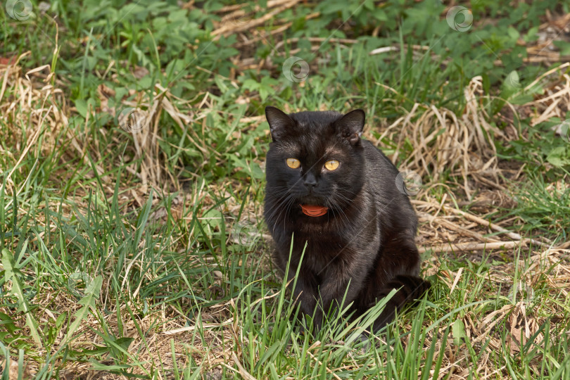 Скачать Кошка гуляет во дворе дома. фотосток Ozero