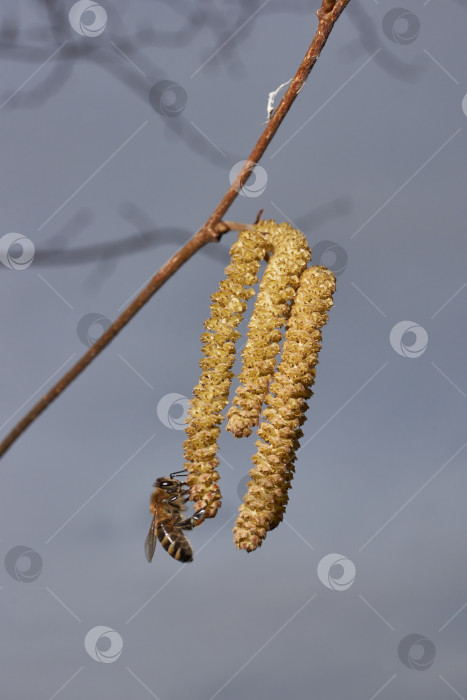 Скачать Тычиночные сережки лещины обыкновенной (лат. Corylus avellana) зацвел ранней весной до появления листьев. фотосток Ozero