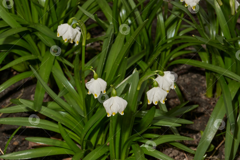 Скачать Весенняя снежинка (лат. Leucojum vernum) цветет. фотосток Ozero