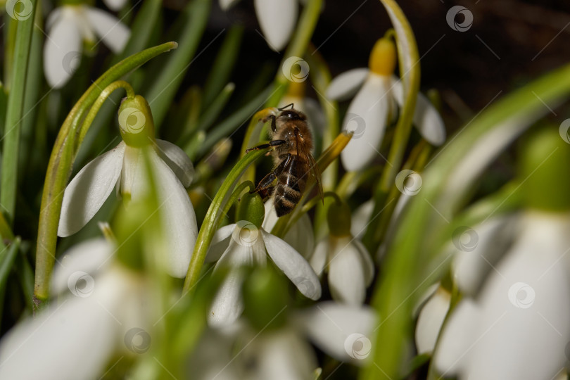 Скачать На лужайке в саду цветут подснежники. Подснежник - символ весны. фотосток Ozero