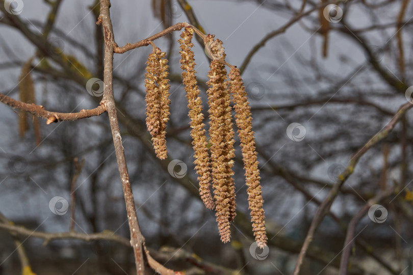 Скачать Тычиночные сережки лещины обыкновенной (лат. Corylus avellana) зацвел ранней весной до появления листьев. фотосток Ozero