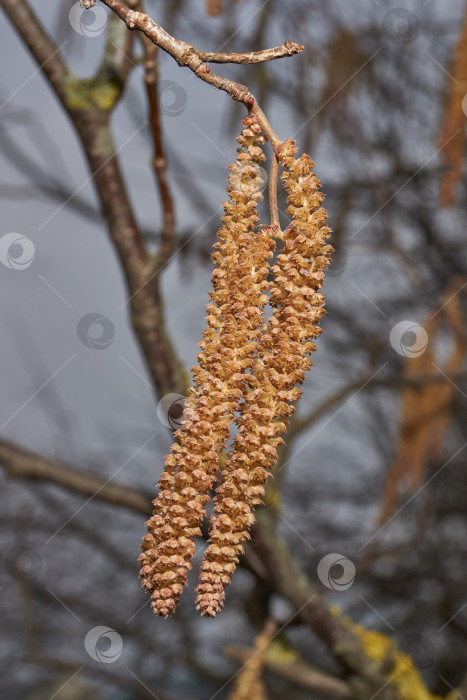 Скачать Тычиночные сережки лещины обыкновенной (лат. Corylus avellana) зацвел ранней весной до появления листьев. фотосток Ozero