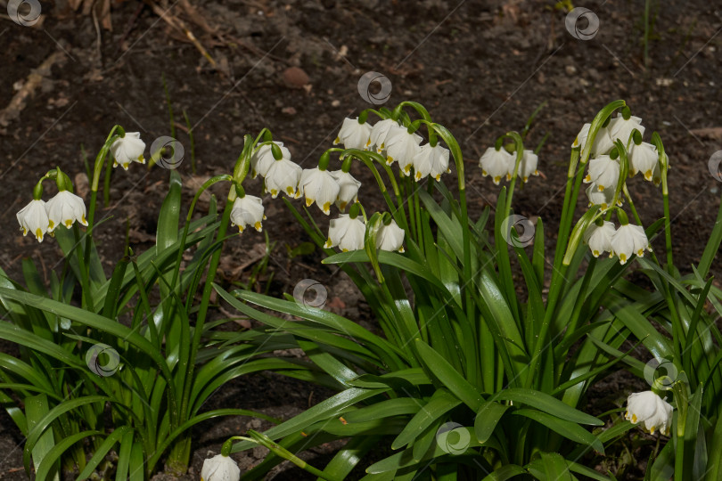 Скачать Весенняя снежинка (лат. Leucojum vernum) цветет. фотосток Ozero