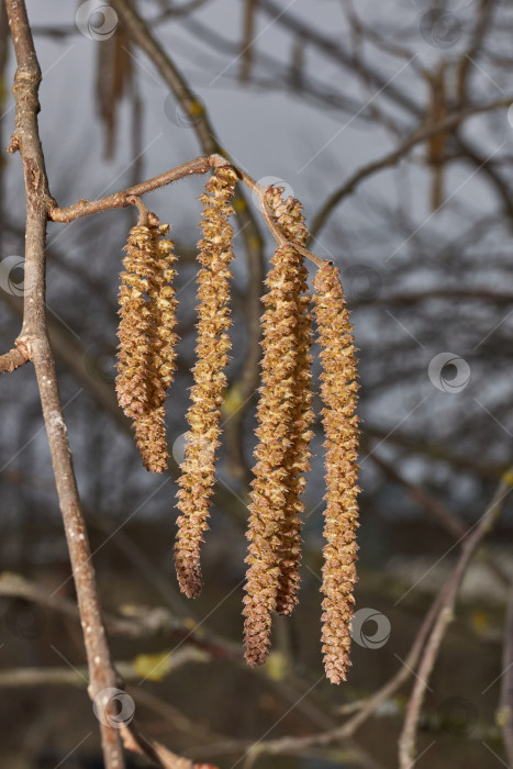 Скачать Тычиночные сережки лещины обыкновенной (лат. Corylus avellana) зацвел ранней весной до появления листьев. фотосток Ozero